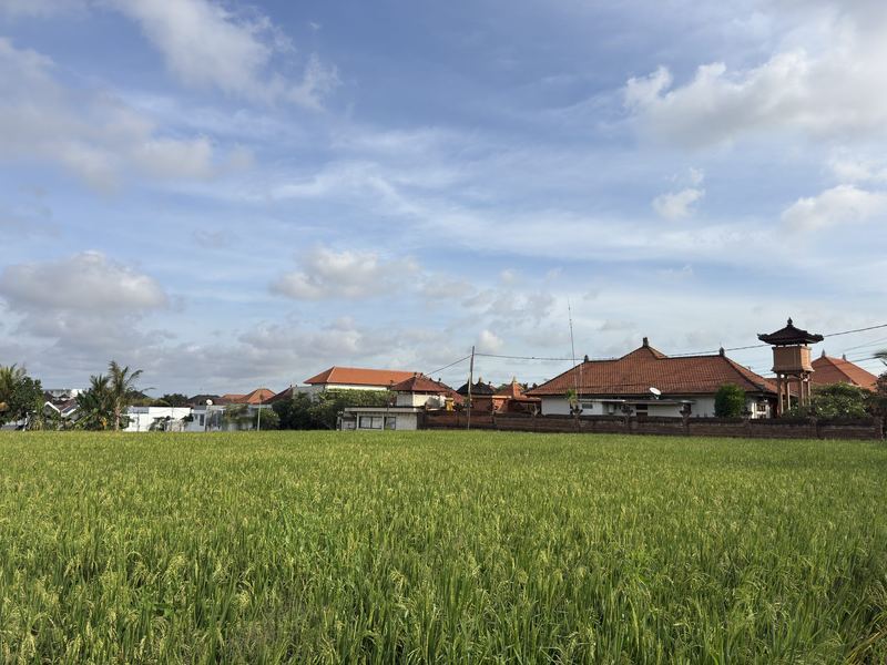 Rice fields at Padonan