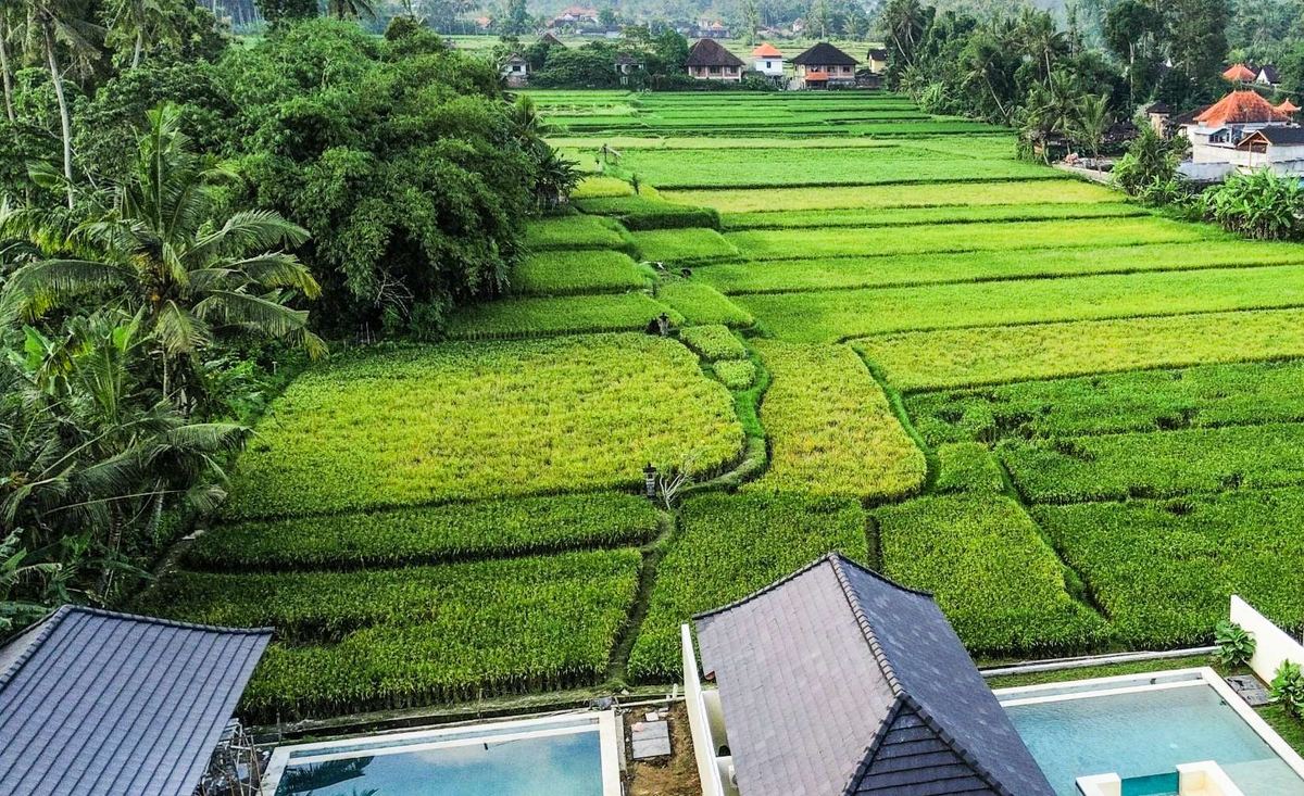 Rice field 2 bed pool villa in Ubud, photo 2
