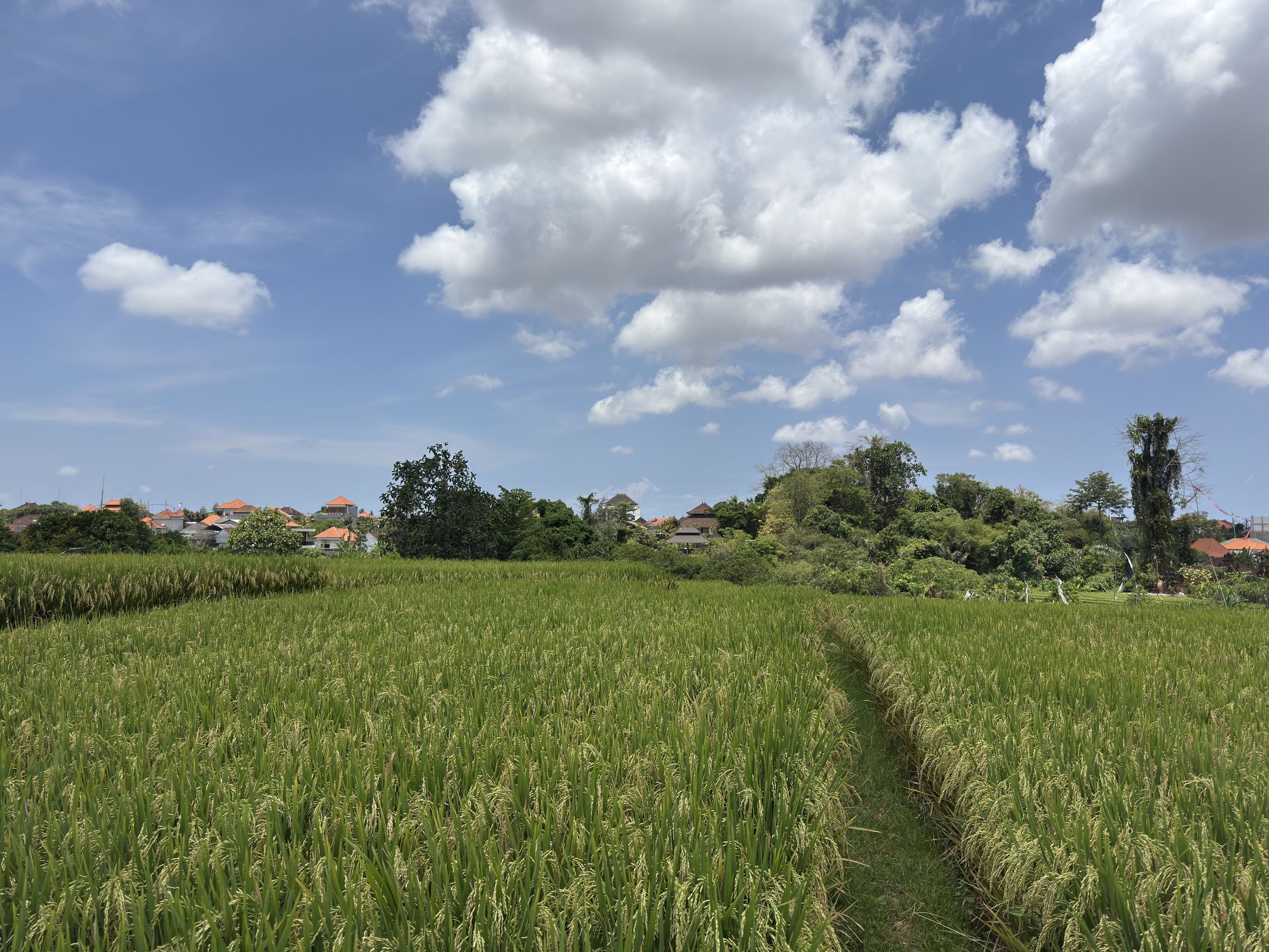 A path through the rice fields at Buduk