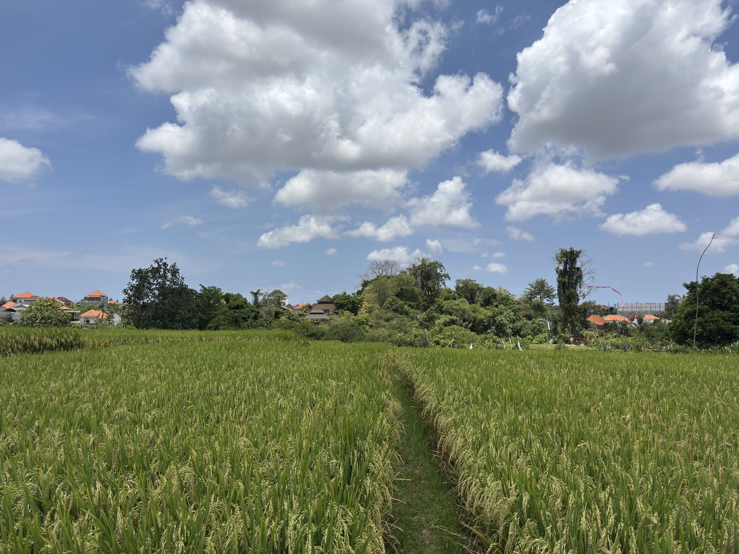 Rice fields at Buduk, west Bali