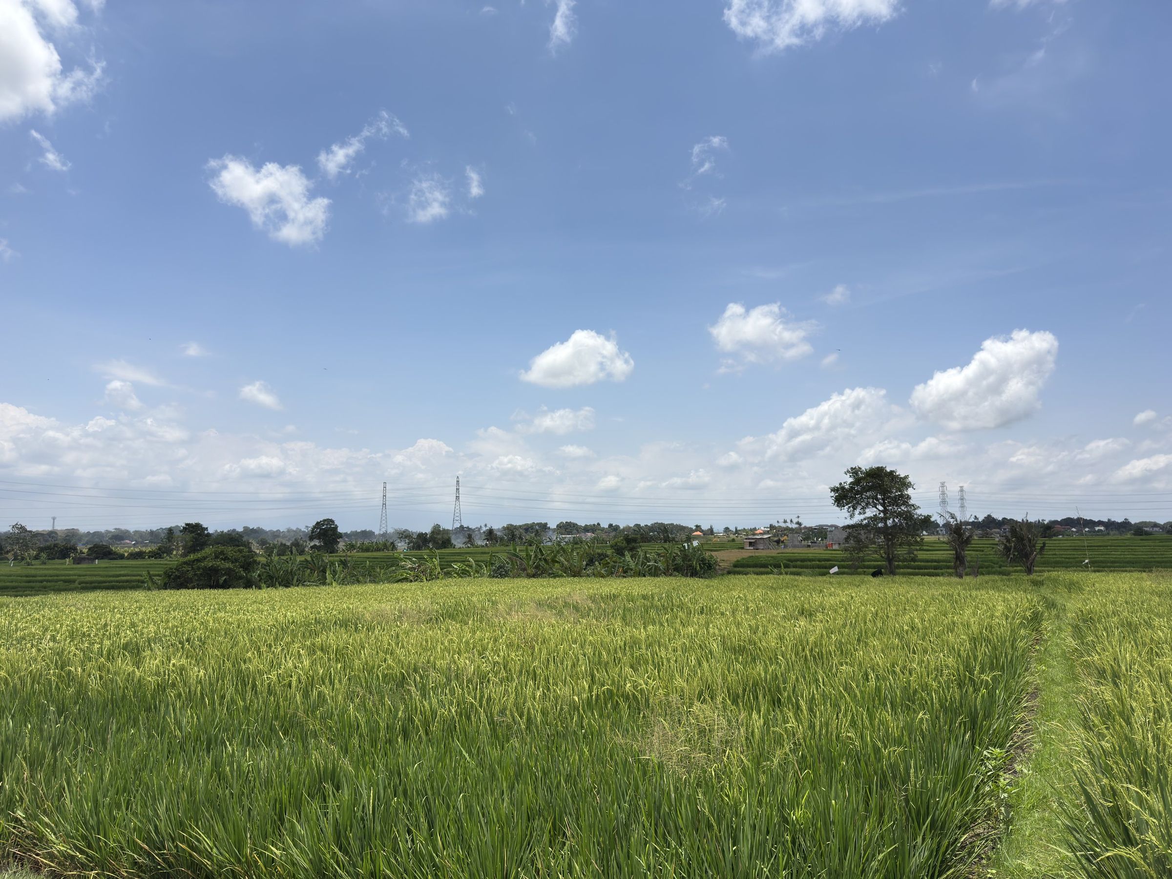 Rice fields in Cepaka, west Bali