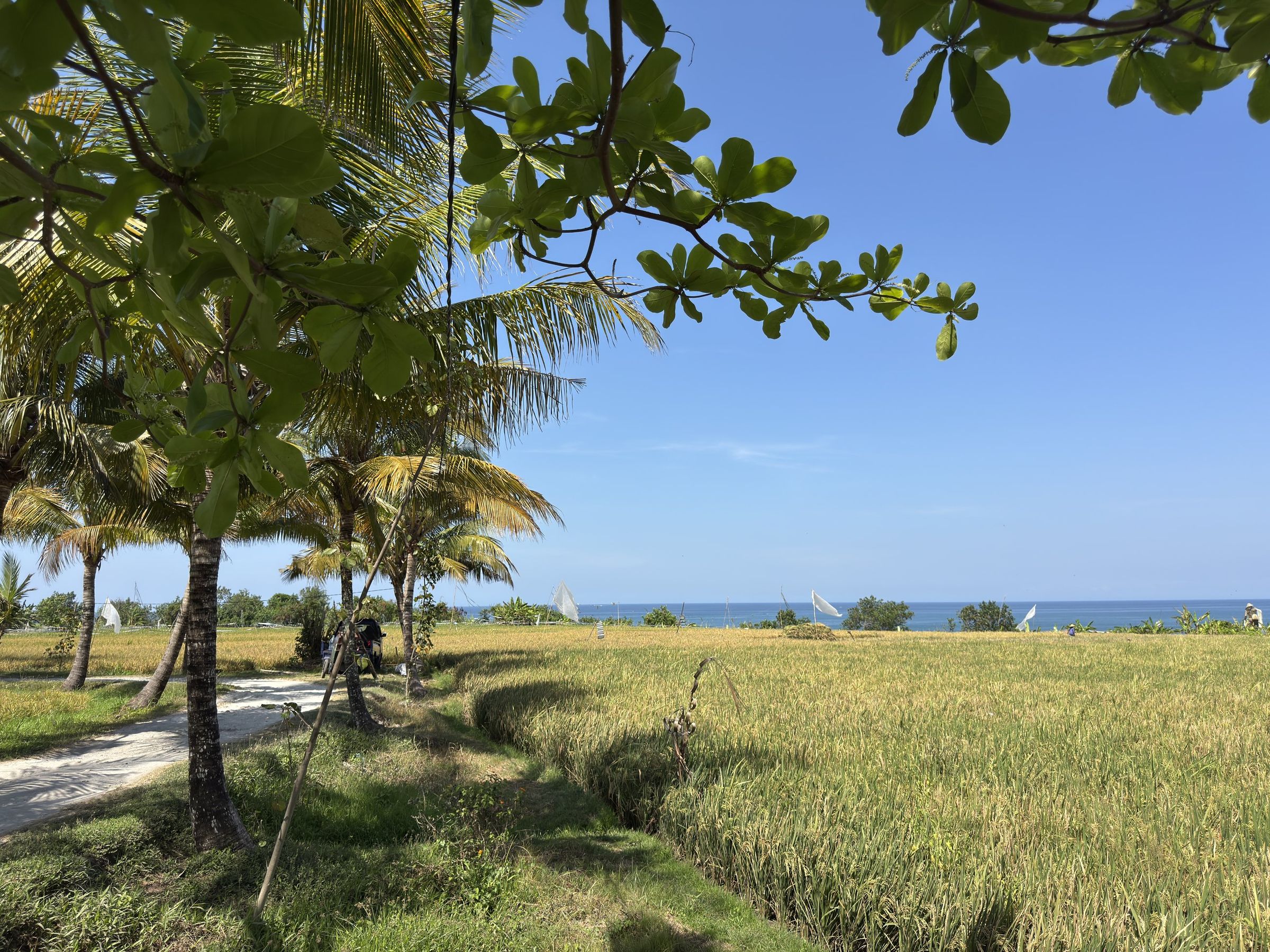 Palms by the rice fields at Belalang, Kedungu