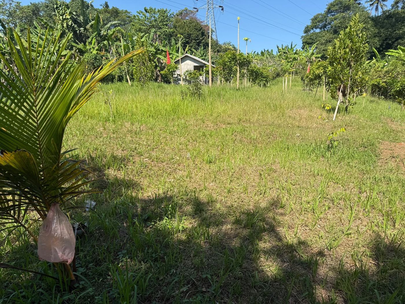 100 are plot of land, Kaba Kaba, the plot, open grass and young palms