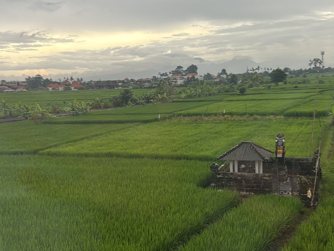 Terraced rice under irrigation. Article 24 of Perda 4/2026 brings subak, the traditional irrigation cooperatives, into the monitoring role on land like this, and subak governs the water.