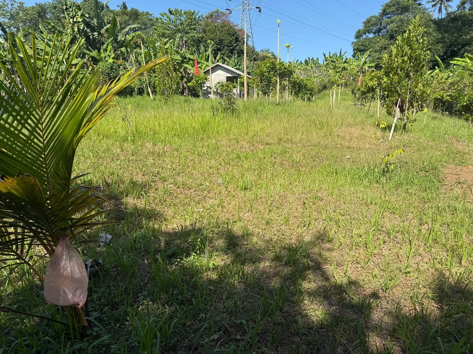 100 are plot of land, Kaba Kaba, the plot, open grass and young palms