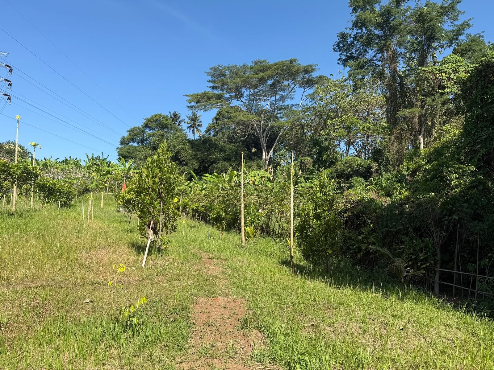 100 are plot of land, Kaba Kaba, the edge of the plot and the trees beyond