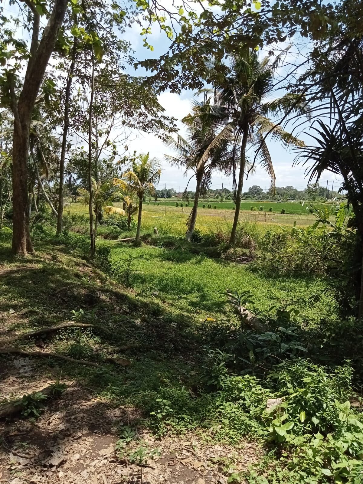 194 are plot of land, Kaba Kaba, the open land at the plot