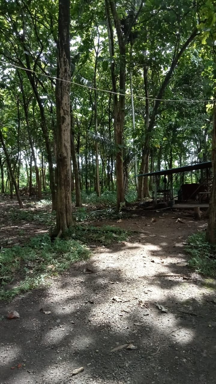 194 are plot of land, Kaba Kaba, the tree line along the plot