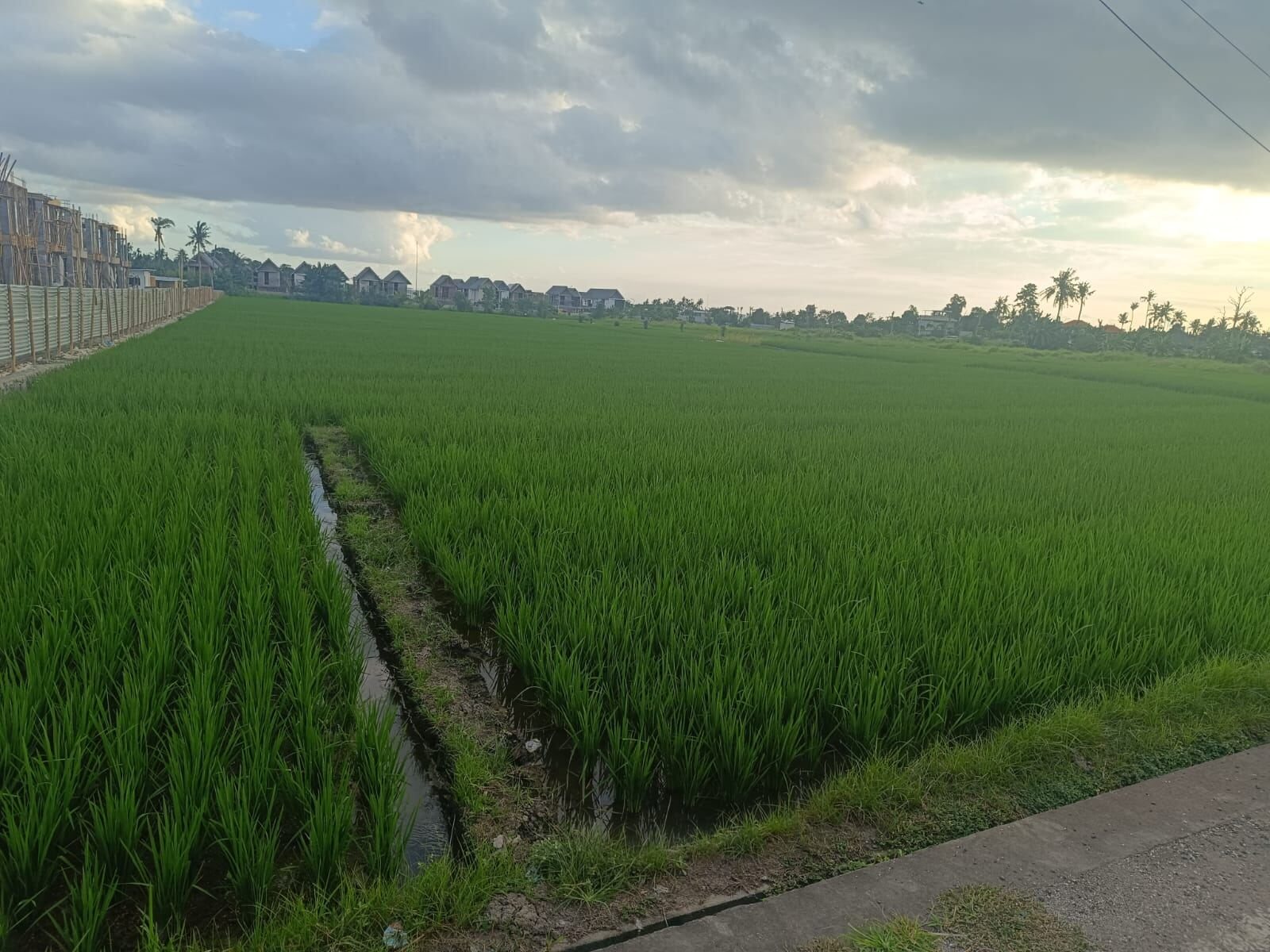40 are plot of land, Pigstone Beach, the plot's rice fields from the road