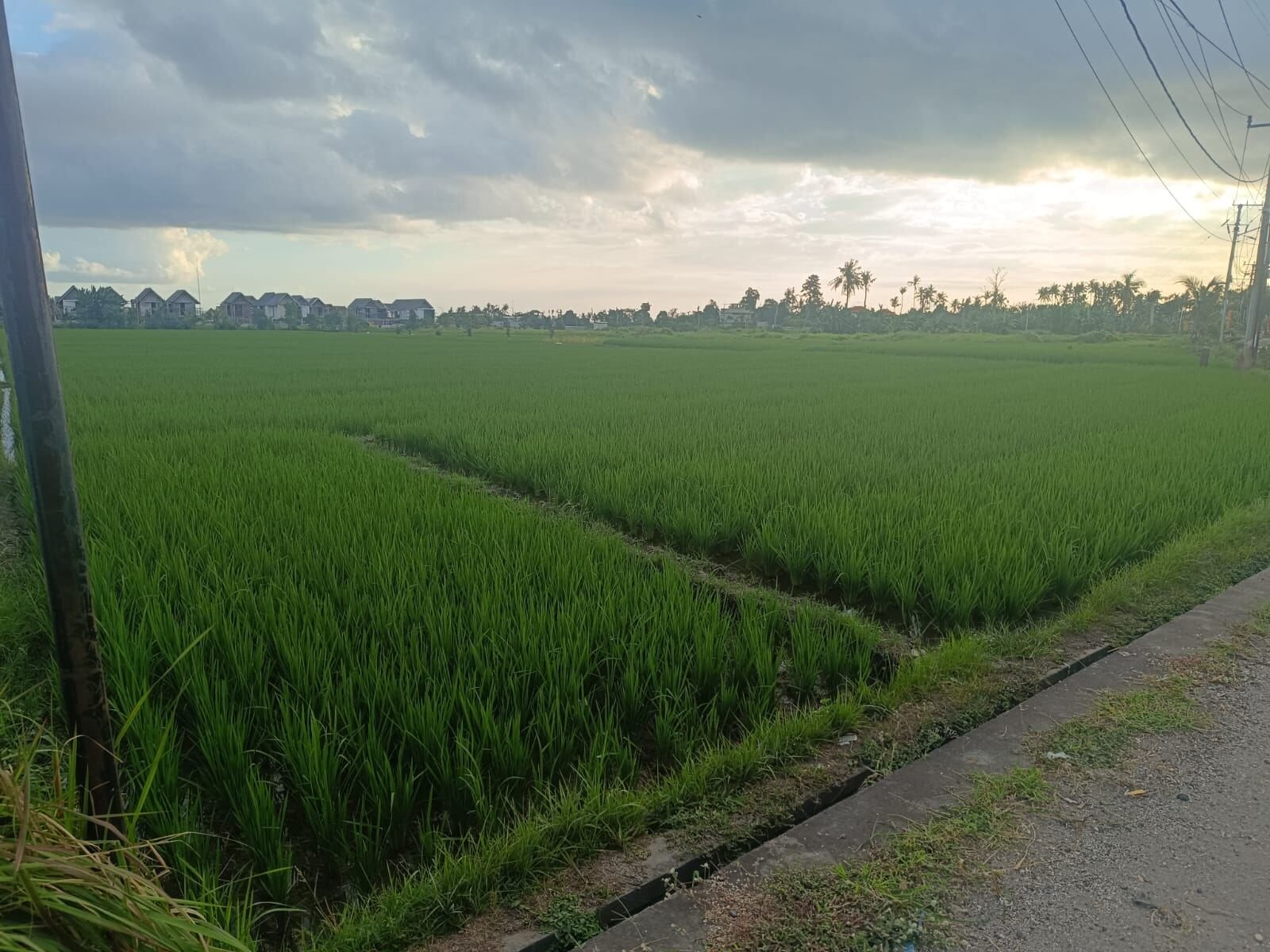 40 are plot of land, Pigstone Beach, the rice fields along the plot