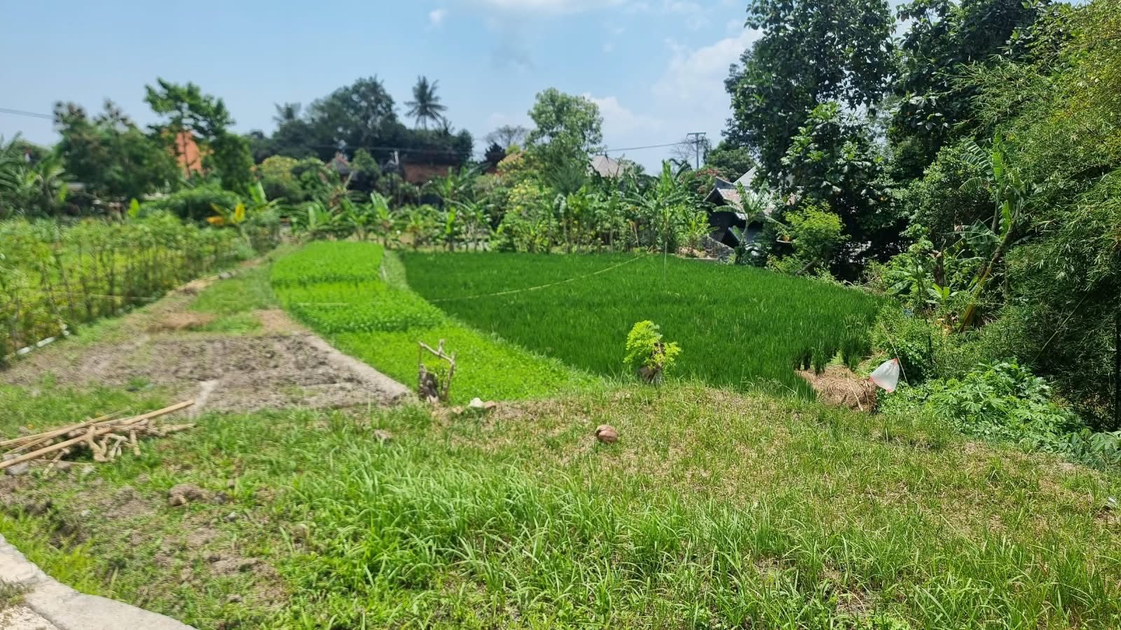 8 are plot of land, Munggu, the plot, rice field in front