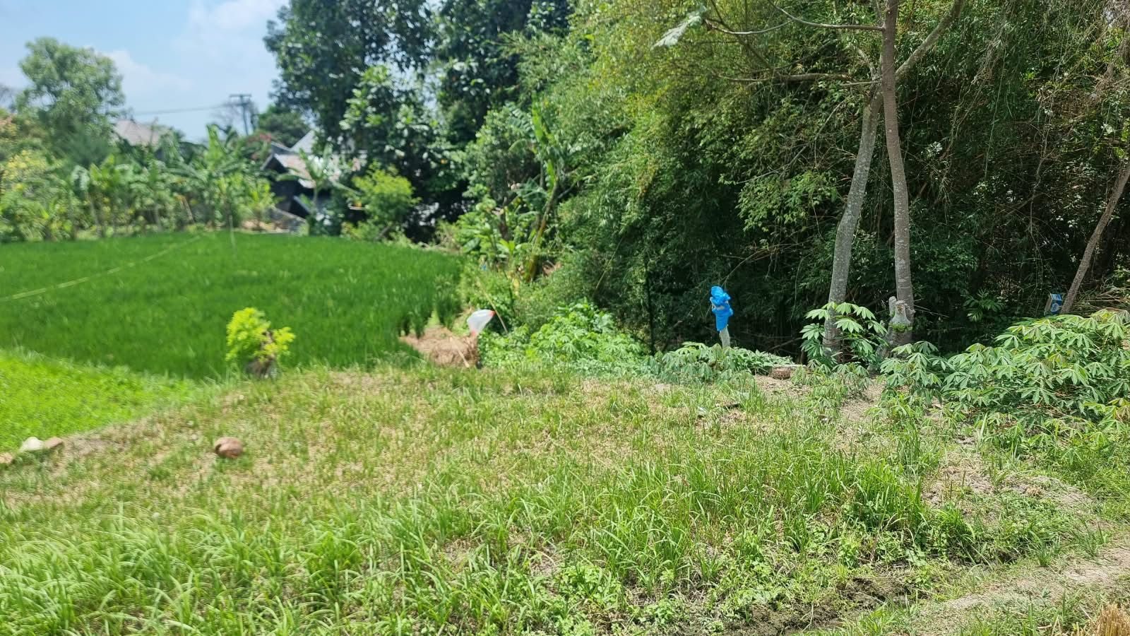 8 are plot of land, Munggu, the plot and the jungle behind